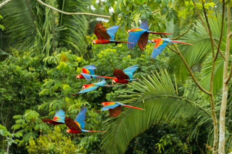 Flock of scarlet and red-and-green macaws flying in amazon rainforest in Manu National Park/Peru close to chuncho clay lick in Tambopata