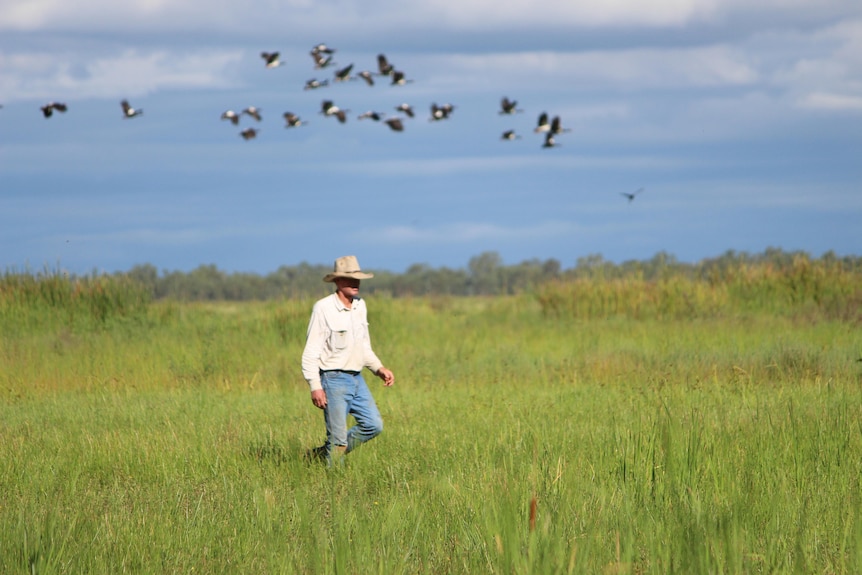 A man walks among the marshes surrounded by birds