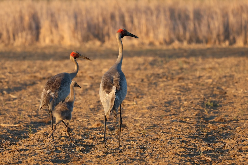 Three birs walking along a grassy patch of the wetlands