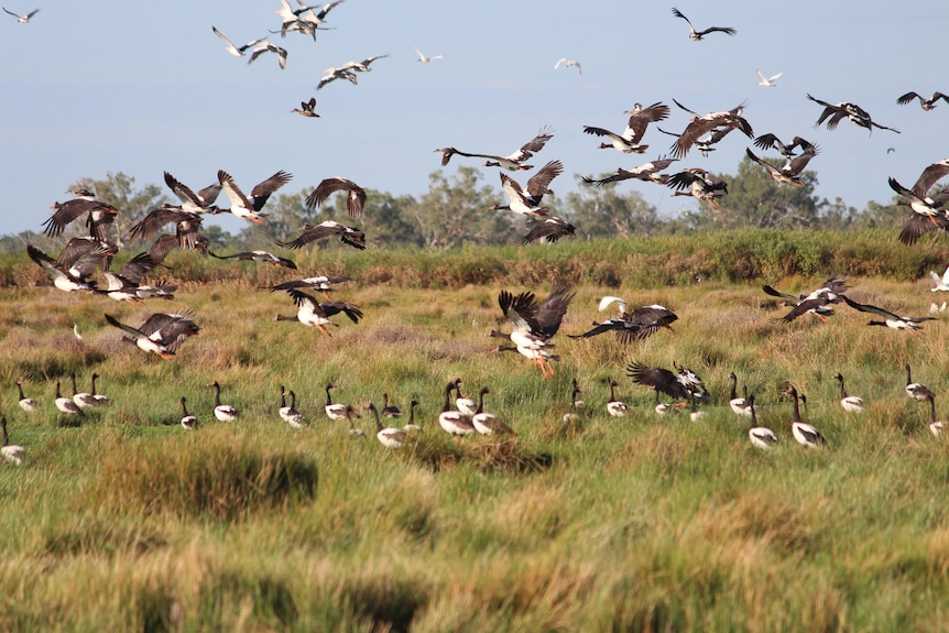 A group of birds fly over the marshes