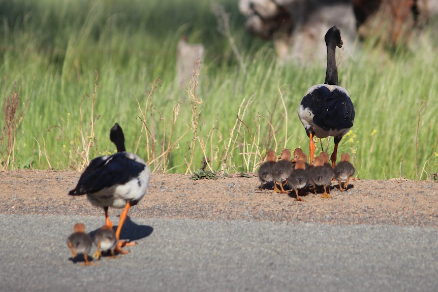 magpie geese cross the road