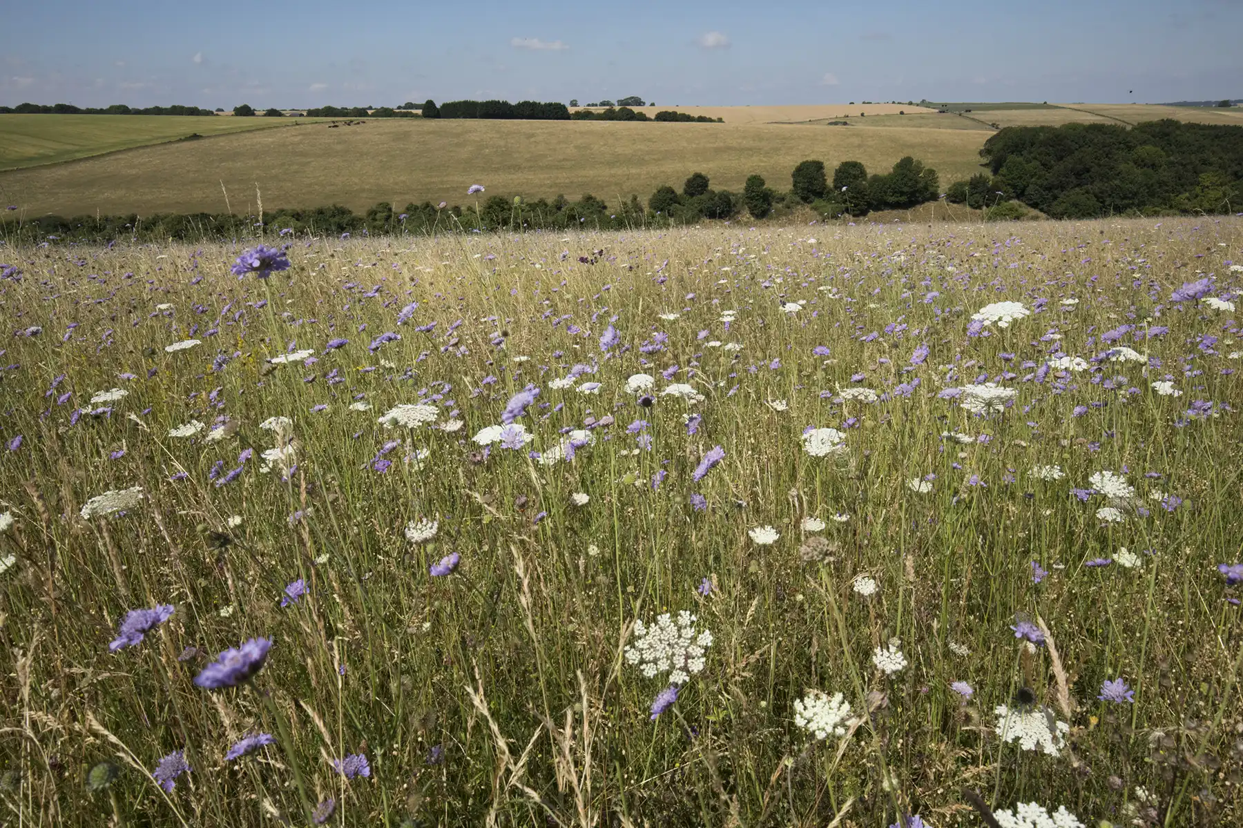 WWT is running a series of engagement events for farmers