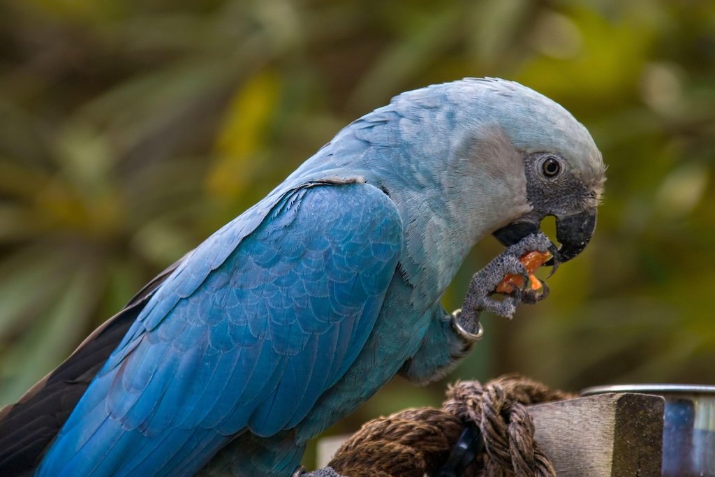 The Spix's macaw native to Brazil’s Caatinga region, listed as “extinct in the wild”.