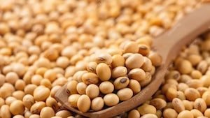 Soya, MSP, Soyabean, Economy, Crops