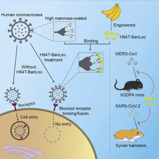 A molecularly engineered, broad-spectrum anti-coronavirus lectin inhibits SARS-CoV-2 and MERS-CoV infection in vivo 