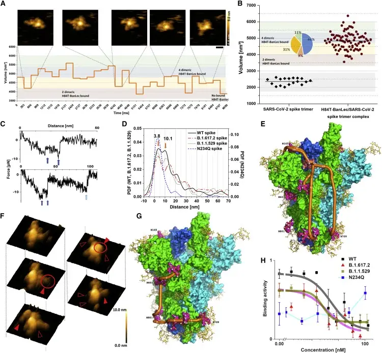 Structure and dynamics of multiple bonds formed between SARS-CoV-2 spike protein and H84T-BanLec. 