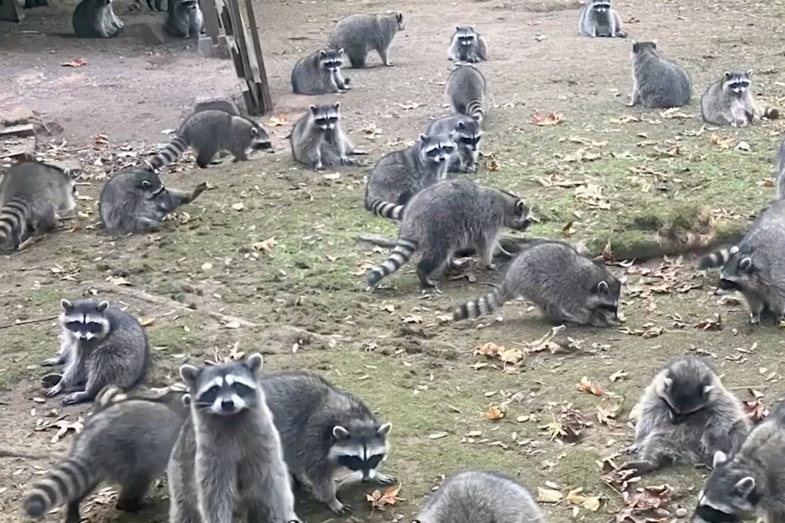 Detectives were stunned to find ‘50-100’ raccoons outside a woman’s property in Poulsbo, Washington