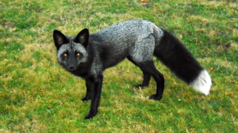 Fox with black, silver and white fur standing on green grass.